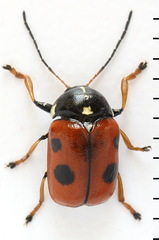 Cryptocephalus cordiger