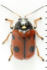 Cryptocephalus cordiger