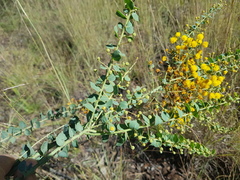 Acacia sertiformis