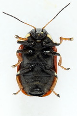 Cryptocephalus cordiger