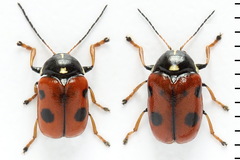 Cryptocephalus cordiger