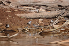 Stizoptera bichenovii