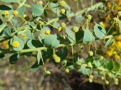Acacia sertiformis