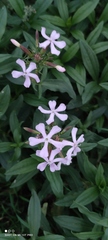 Saponaria officinalis