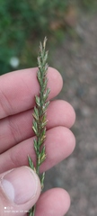 Lolium perenne