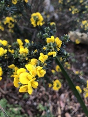 Dillwynia floribunda