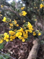 Dillwynia floribunda
