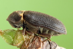 Hadrobregmus pertinax