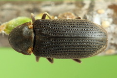 Hadrobregmus pertinax