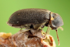 Hadrobregmus pertinax