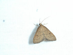 Herpetogramma licarsisalis