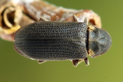 Hadrobregmus pertinax