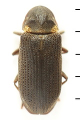 Hadrobregmus pertinax