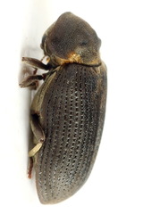 Hadrobregmus pertinax