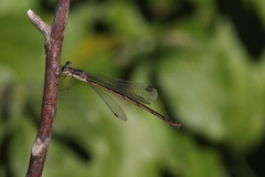 Lestes congener
