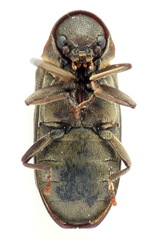 Hadrobregmus pertinax