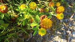 Trifolium badium