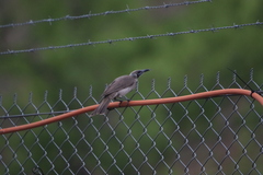 Philemon citreogularis