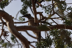 Philemon argenticeps