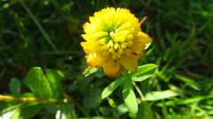 Trifolium badium