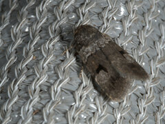 Thoracolopha flexirena