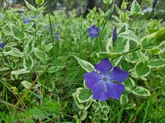 Vinca