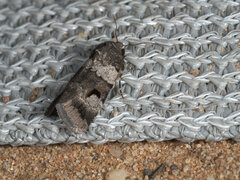 Thoracolopha flexirena