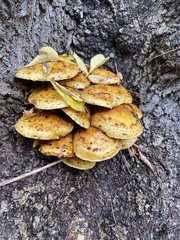 Pholiota aurivella