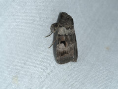 Thoracolopha flexirena