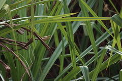 Ptilotula flavescens