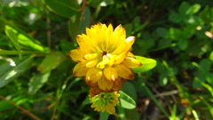 Trifolium badium