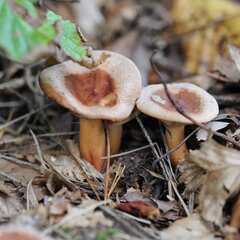 Infundibulicybe geotropa