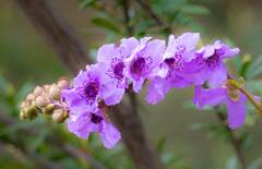 Prostanthera galbraithiae