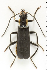 Cantharis obscura