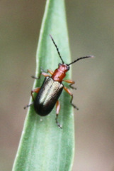 Oulema variabilis
