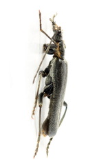 Cantharis obscura