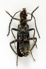 Cantharis obscura