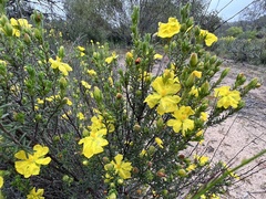 Hibbertia virgata