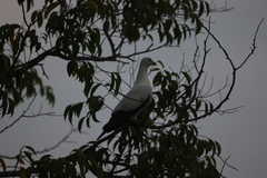 Ducula spilorrhoa