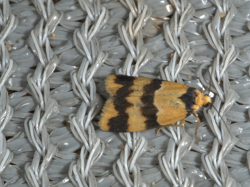 Heliosia charopa