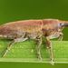 Lixus tibialis - Photo (c) Andrey Ponomarev, some rights reserved (CC BY-NC), uploaded by Andrey Ponomarev