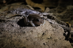 Litoria coplandi