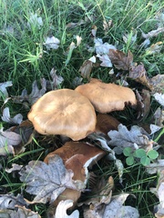 Cystoderma aureum