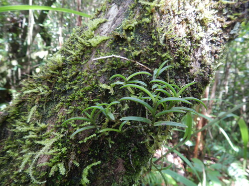 Angraecum pectinatum image