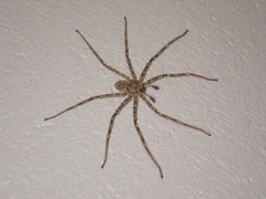 Selenops