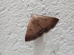 Erebidae