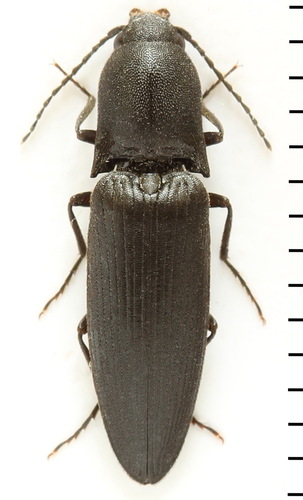 Zwarte speerkniptor, photo 3 of 7