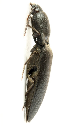 Zwarte speerkniptor, photo 5 of 7