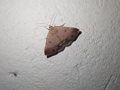 Erebidae