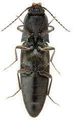 Ectinus aterrimus